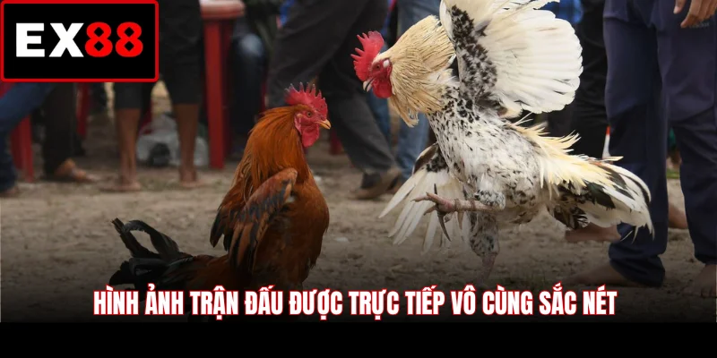 Hình ảnh trận đấu được trực tiếp vô cùng sắc nét